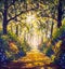 Sunny forest wood trees Original oil painting.