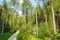 Sunny forest with a wooden pathway