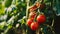 Sunny Garden Delights: Vibrant Tomatoes Thrive on Plant Branch -