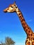 Sunny giraffe blue skies