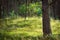 Sunny glade in evergreen coniferous pine forest at sunrise.