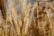 Sunny gold wheat crop close-up with blurred field