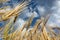 Sunny gold wheat seeds on epic cloudy blue sky