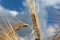 Sunny gold wheat straw on cloudy blue sky