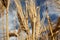 Sunny gold wheat straws on blue sky macro