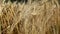 Sunny gold wheat straws close-up. Yellow field
