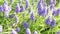 Sunny grape hyacinth flowers