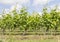 Sunny grapevine plants