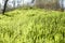 Sunny grassy lawn. Stock photo grass background