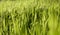 Sunny grassy lawn. Stock photo grass background