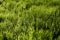 Sunny grassy lawn. Stock photo grass background