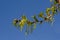 Sunny green oak catkins and young leafs on a branch against a clear blue sky
