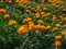 Sunny group of flowers Trollius Asiaticus with copy space on greenery. Beautiful orange flowers of globeflower close up. Green