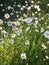 Sunny group of small beautiful wild daisies for organic garden