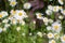 Sunny group of wild daisy flowers for symbol of springtime