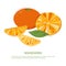Sunny juicy mandarins with green leafs. Composition of whole and cut fruits. Slices and whole mandarins.