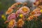 Sunny korean chrysanthemum in the summer Garden. Outdoore photo. Yellow, orange and pink flowers