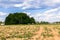 Sunny landscape of the countryside in the beginning of summer. Numerous weeds and recently laid bumpy path across the plowed field