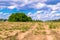 Sunny landscape of the countryside in the beginning of summer. Numerous weeds and recently laid bumpy path across the plowed field