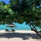 Sunny landscape with tropical tree with beach umbrella and sun loungers
