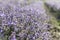 Sunny lavender flowers