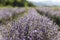 Sunny lavender flowers