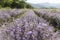 Sunny lavender flowers