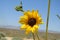 Sunny Loveliness, nature, sunflowers, California