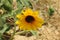 Sunny Loveliness, nature, sunflowers, California