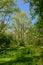 sunny lush spring forest with clear blue sky on the flemish countryside