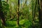 Sunny lush spring forest wilderness