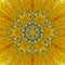 Sunny mandala with kaleidoscope of camomile