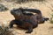 Sunny Marine Iguana