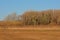 Sunny marsh landscape with meadows, bare trees and golden reed in autumn