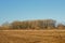 Sunny marsh landscape with meadows, bare trees and golden reed in autumn