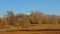 Sunny marsh landscape with read field, meadows and bare trees in autumn