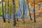 Sunny meadow in the autumn birch forest