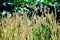Sunny meadow with swaying vegetation. Cenchrus purpureus, Napier grass.