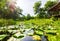 Sunny midday with pond in the forest. Lotus in the water