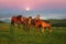 Sunny morning and free horses graze on top among wild Carpathian panoramas of Ukraine all summer and autumn, and for winter