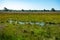 Sunny morning in Nature protected park area De Malpie near Eindhoven, North Brabant, Netherlands. Nature landscapes in Europe