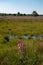 Sunny morning in Nature protected park area De Malpie near Eindhoven, North Brabant, Netherlands. Nature landscapes in Europe