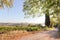 Sunny morning in rural Tuscany. Countryside road over vineyard with ripe wine grapes in Italy