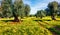 Sunny morning scene of olive garden. Picturesque spring view of Milazzo cape, Sicily, Italy, Europe.