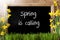 Sunny Narcissus, Chalkboard, Text Spring Is Calling