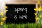 Sunny Narcissus, Chalkboard, Text Spring Is Here