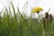 Sunny Nature Green grass in the spring close up