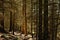 Sunny Norwegian spruce forest