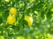 Sunny Orchard Delight: Infuse Your Space with the Refreshing Charm of Lemon on Tree Picture