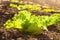 Sunny organic lettuce growing in the garden